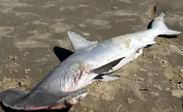 Tubarão é encontrado morto em praia da região