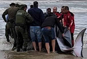 Baleia encalha em praia da região