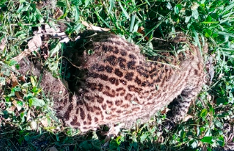 Jaguatirica é encontrada morta na BR-101