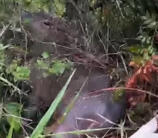 Animais são resgatados pelo Depa