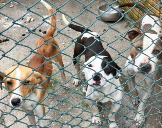 Cinco cães são resgatados em situação de maus-tratos