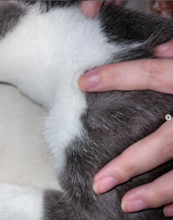 Felino recebeu atendimento veterinário e passa bem.
