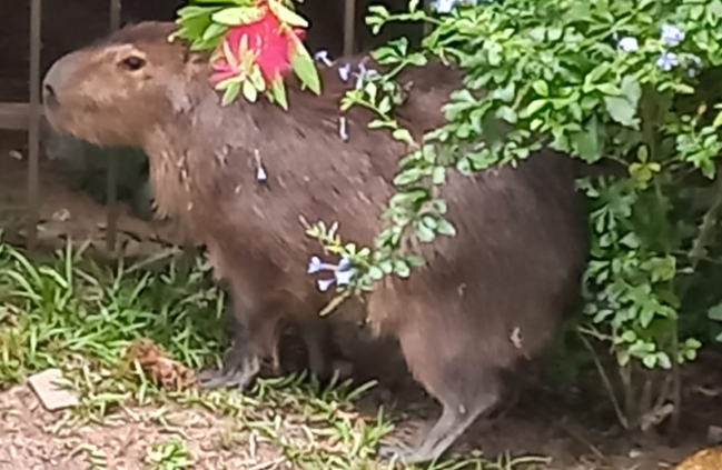 Capivara é resgatada em prefeitura