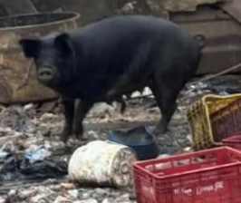 Cães e porcos foram resgatados durante ação realizada em Osório.