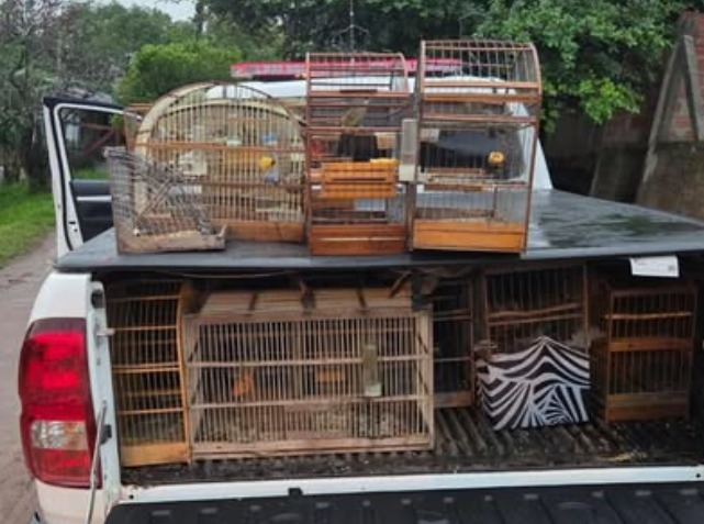 Aves estavam em cativeiro dentro de Área de Proteção de SAP.