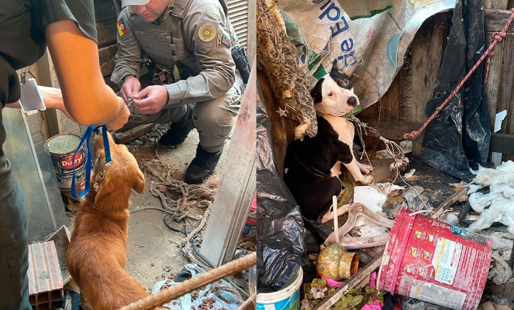 Dois cães foram resgatados durante ação realizada em Xangri-lá.