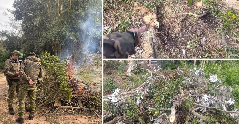 Espécies da Mata Atlântica foram cortadas e queimadas em Torres. (CRÉDITO: BABM)