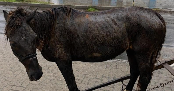 Animal foi resgatado no balneário Presidente, na cidade de Imbé.