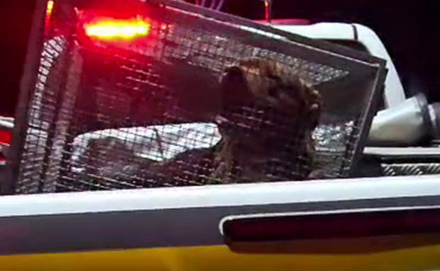 Após ataque, cachorro foi recolhido por agentes da Patram. (CRÉDITOS: BM)