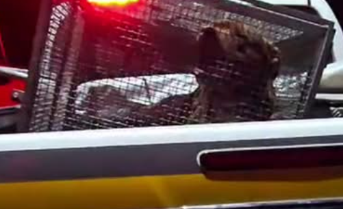 Transporte do cachorro foi realizado pelos agentes da Patram. (CRÉDITO:BM)