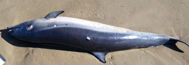 Animais mortos apareceram em praias do Litoral gaúcho, Santa Catarina e do Uruguai. (CRÉDITOS: Ceclimar)